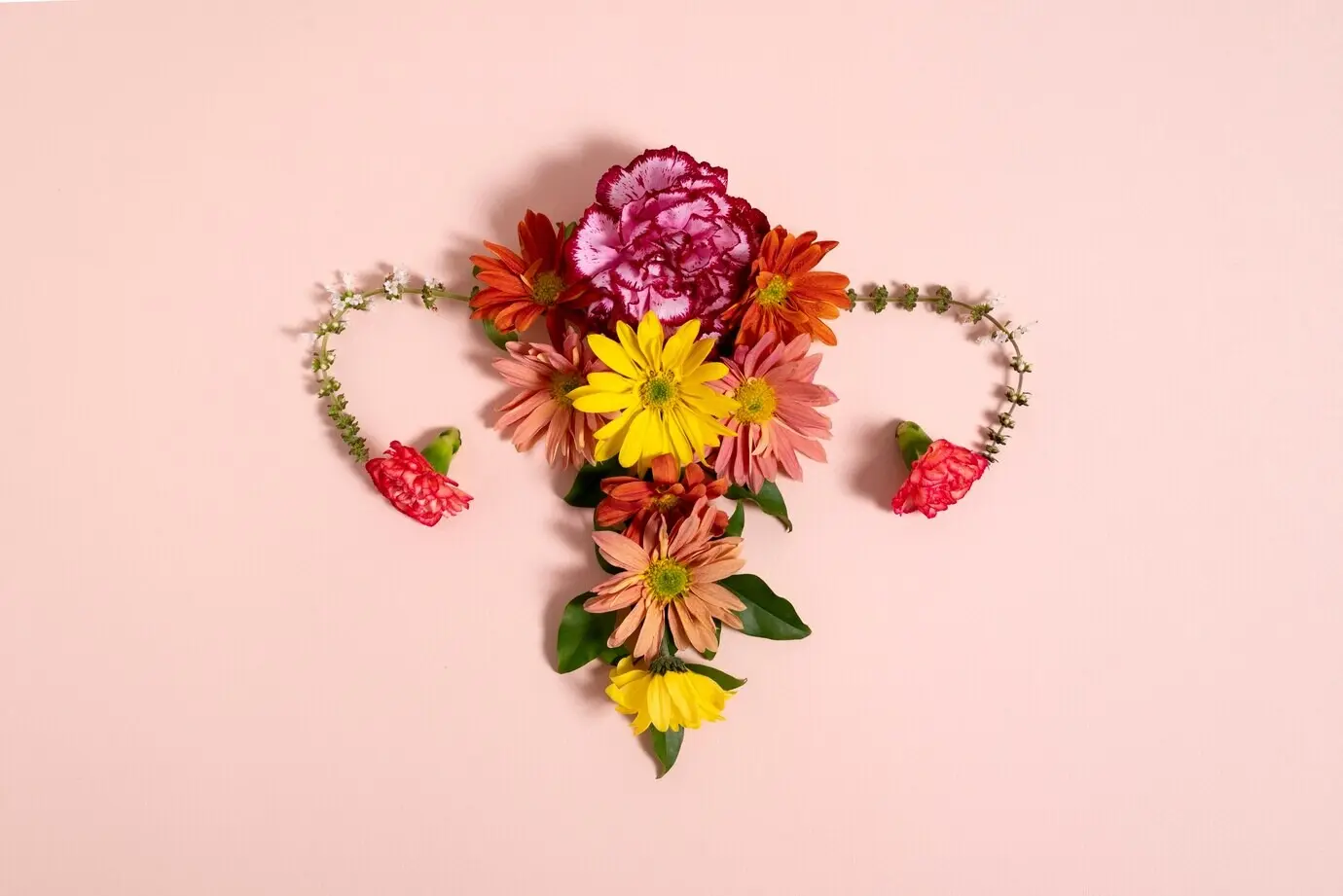 Плоская выкладка женской репродуктивной системы